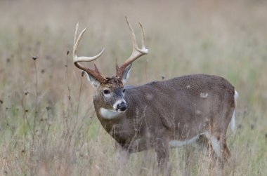 sisli bir alanda Whitetail Geyik buck