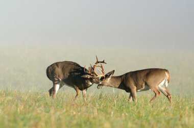 fikir tartışması 2 whitetail geyik dolar