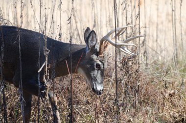 whitetail geyik buck fırça ile taşıma