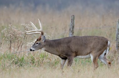 sisli bir alanda Whitetail Geyik buck