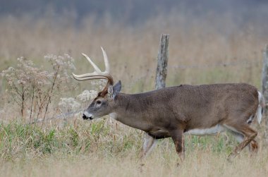 sisli bir alanda Whitetail Geyik buck