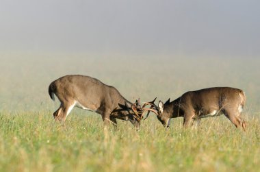 fikir tartışması 2 whitetail geyik dolar