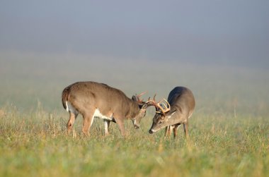 Whitetail buck dudak curl