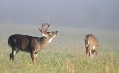 Whitetail buck lip curl clipart