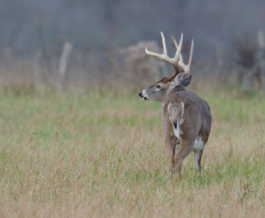 sisli bir alanda Whitetail Geyik buck