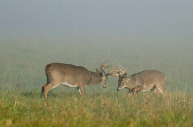 Whitetail deer bucks in a meadow clipart