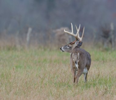 sisli bir alanda Whitetail Geyik buck