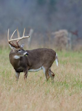 sisli bir alanda Whitetail Geyik buck