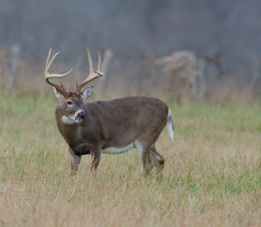 sisli bir alanda Whitetail Geyik buck