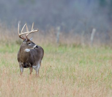 sisli bir alanda Whitetail Geyik buck