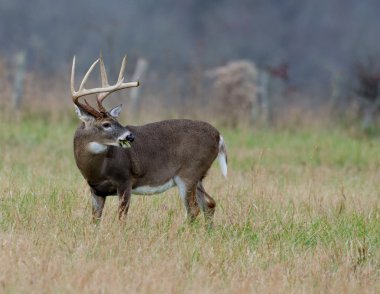 sisli bir alanda Whitetail Geyik buck