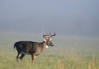 Whitetail buck dudak curl