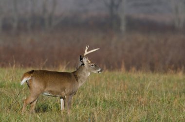 Beyaz kuyruklu Buck