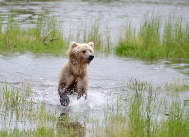 Alaska boz ayı