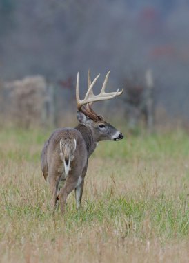 sisli bir alanda Whitetail Geyik buck