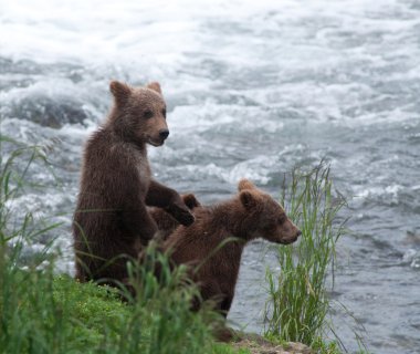 Brown bear cubs along a shoreline clipart