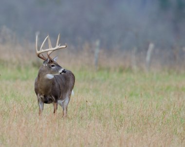 sisli bir alanda Whitetail Geyik buck