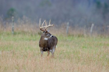 sisli bir alanda Whitetail Geyik buck