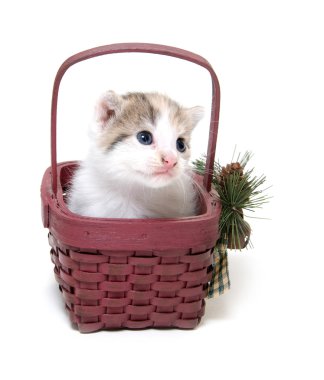 Cute kitten in a small basket clipart