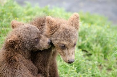Grizzly bear cubs clipart