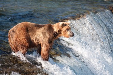 Somon için Alaska boz ayı balıkçılık