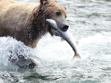 Alaska boz ayı ağzında somon ile