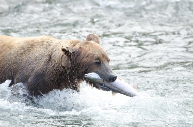 Alaska boz ayı ağzında somon ile