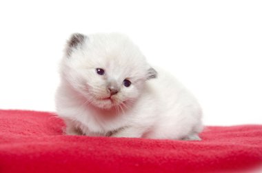 Two week old kitten on red blanket clipart