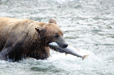 Alaska boz ayı ağzında somon ile