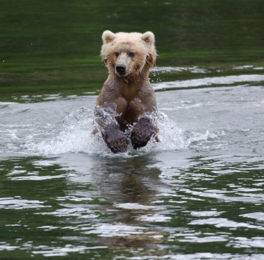 Alaska boz ayı su ile çalışan