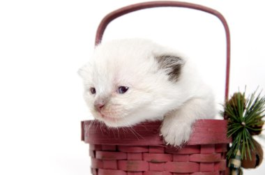 Two week old kitten in a basket clipart