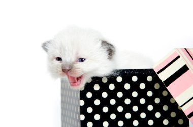 Kutudaki sevimli kedi yavrusu.