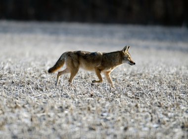 Coyote in a field clipart