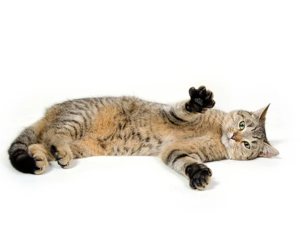 Lindo gato tabby en blanco — Foto de Stock