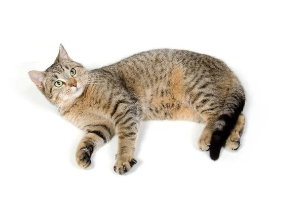 Lindo gato tabby en blanco — Foto de Stock