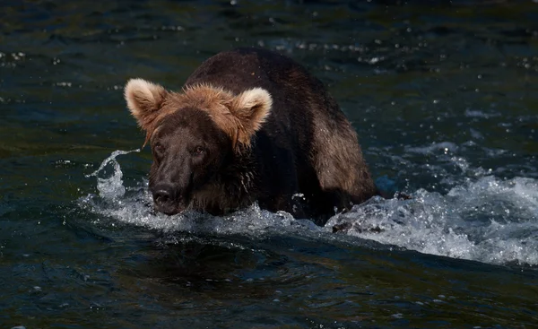 अलास्का ब्राउन भालू सैल्मन के लिए मछली पकड़ने — स्टॉक फ़ोटो, इमेज