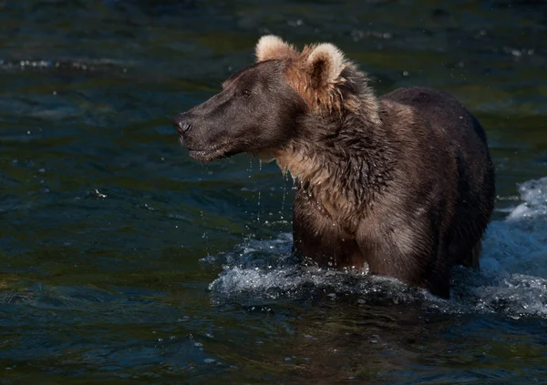 stock image Alaskan brown bear fishing for salmon