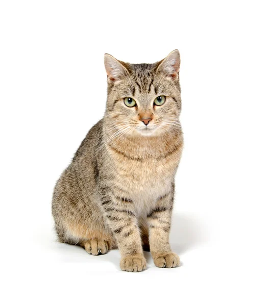 stock image Cute cat on white background