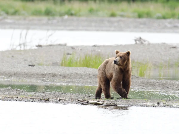 Alaskan brunbjörn promenader längs stranden — Stockfoto