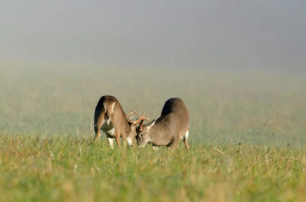 Dos ciervos de cola blanca boxeando — Foto de Stock