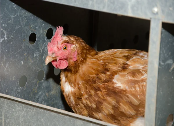 stock image Chicken laying an egg