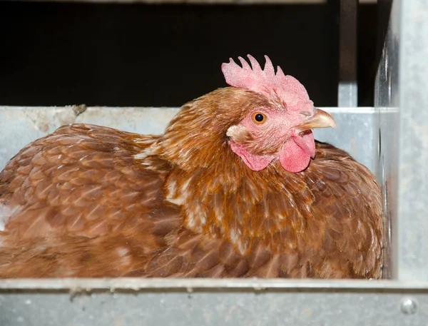 Chicken laying an egg — Stock Photo, Image
