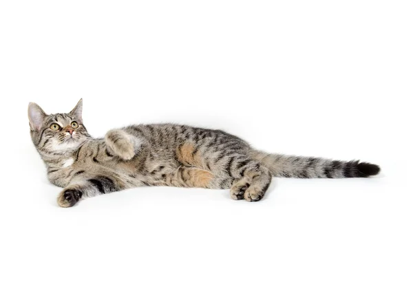 Lindo gato tabby en blanco —  Fotos de Stock