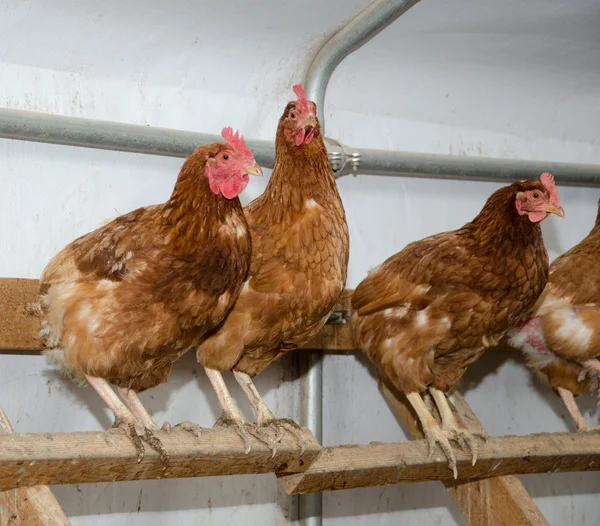 stock image Chickens in a brooder house