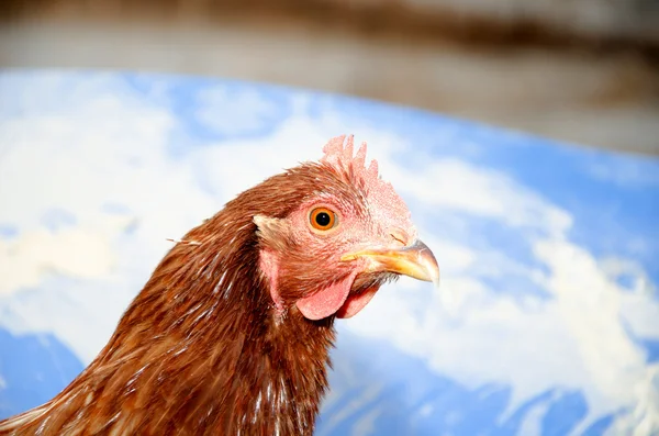 Chickens in a brooder house — Stock Photo, Image