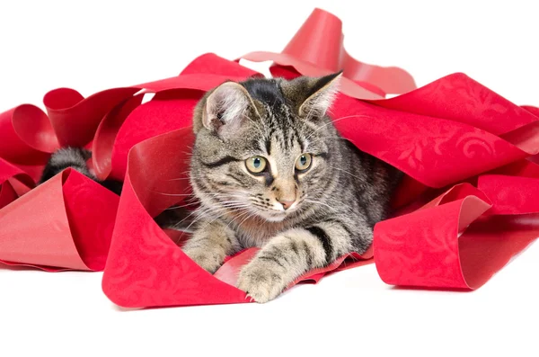 Cat and red ribbon — Zdjęcie stockowe