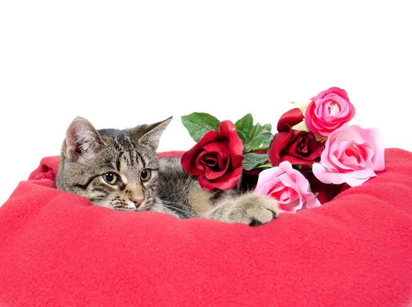 Cute cat and roses — Stock Photo, Image