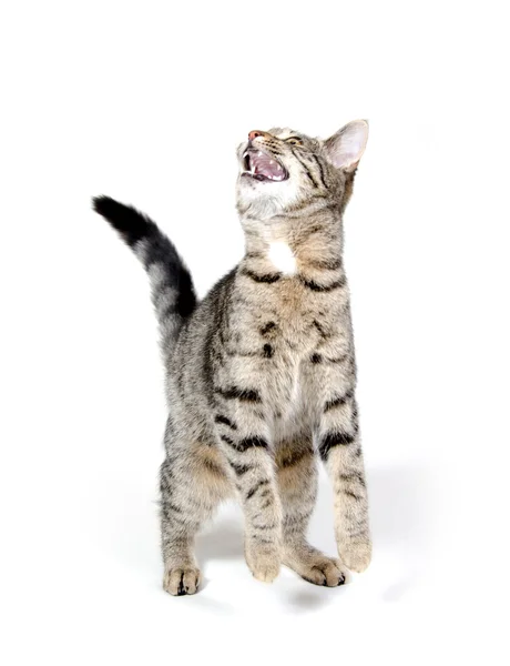 Gattino alzando lo sguardo e piangendo — Foto Stock