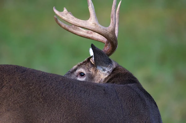 Whitetail buck — Stock Photo, Image