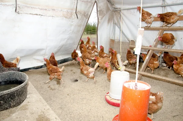 Csirkék a kotlóstyúk ház — Stock Fotó